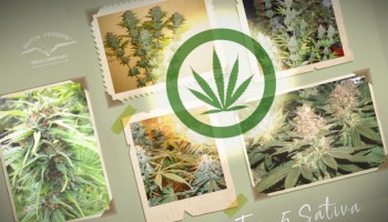 La TOP 5 delle migliori varietà a dominanza sativa di Dutch Passion