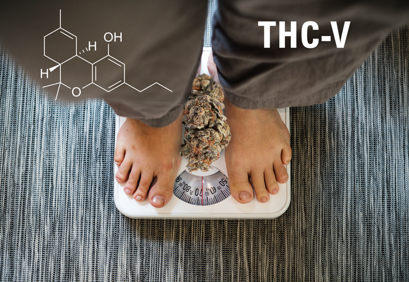 THCV, Tétrahydrocannabivarine. Qu'est-ce que c'est et quels sont les avantages du THCV ?