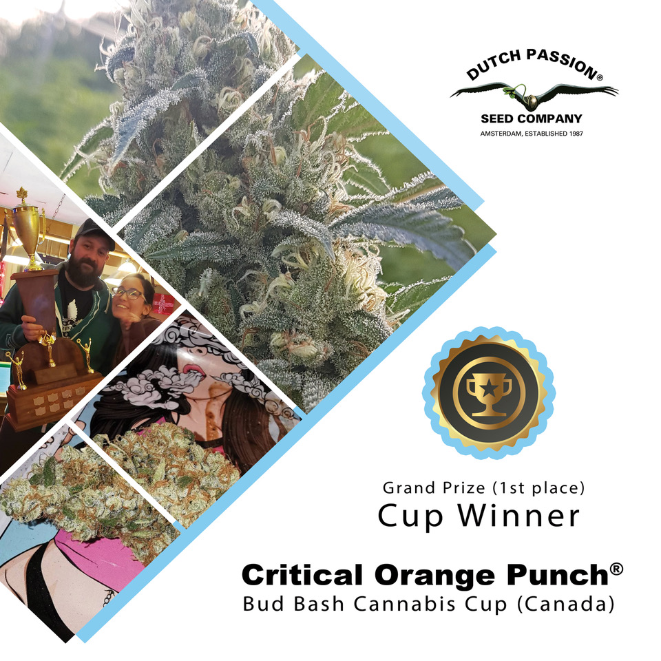 Dutch Passion Critical Orange Punch takes 1st Prize at the Canadian 420 Cannabis