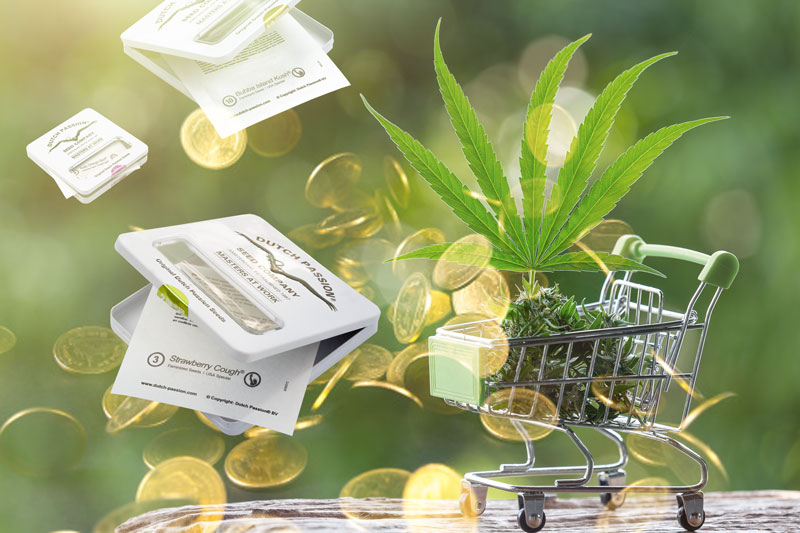 Un'onesta guida per acquistare semi di cannabis risparmiando denaro