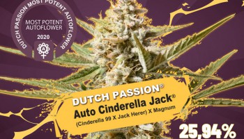 Auto Cinderella Jack, la auto más potente del mundo con más del 25% de THC