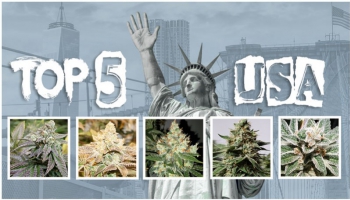 Nuestras 5 mejores semillas de cannabis de EE.UU.