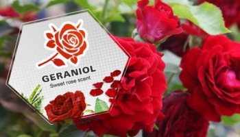 Cos'è il geraniol? Usi ed effetti di questo terpene trovato nella cannabis