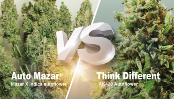 Auto Mazar vs. Think Different, ¿qué variedad autofloreciente es mejor para ti?