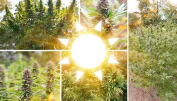 La Top 10 delle migliori varietà di cannabis outdoor