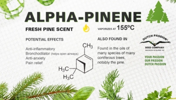 Cos’è l’Alfa pinene? Usi ed effetti di questo terpene