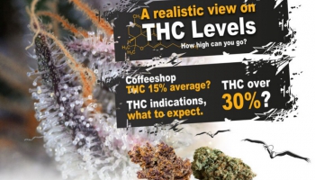 Co se v konopí považuje za vysoké množství THC? 