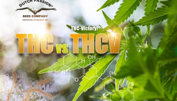 THCV vs THC: Jakie są zastosowania i różnice?