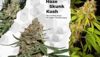 Haze, Skunk et Kush, les 3 bases des variétés de cannabis modernes