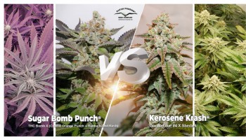 Kerosene Krash frente a Sugar Bomb Punch: ¿Qué semillas son mejor para ti?