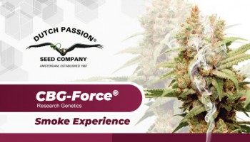 CBG and CBG seeds: What does cannabigerol feel like?