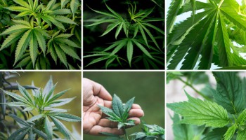 Understanding and using cannabis leaves