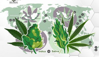 Indica frente sativa: orígenes, usos y efectos
