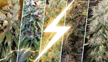 Top 5 des graines de cannabis à croissance rapide