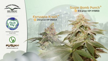Dutch Passion double cannabis cup at Clouds In The City 2020!