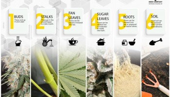 Qué hacer con los tallos, las ramas, las hojas y las raíces de cannabis