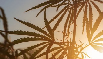Genetiche della Cannabis: come funziona la linea genetica delle varietà di erba