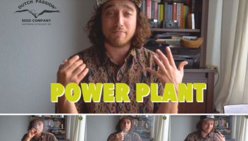 Qualità dei coffee-shops vs qualità coltivata in casa: il caso Power Plant (1/2)